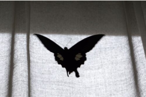 黒いアゲハ蝶　ジンクス