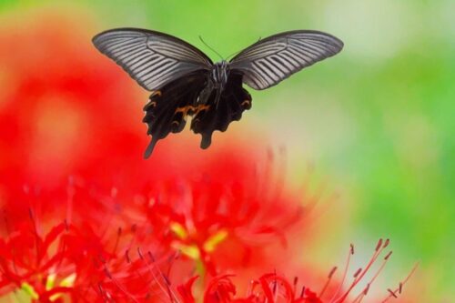 黒いアゲハ蝶　スピリチュアルなサイン