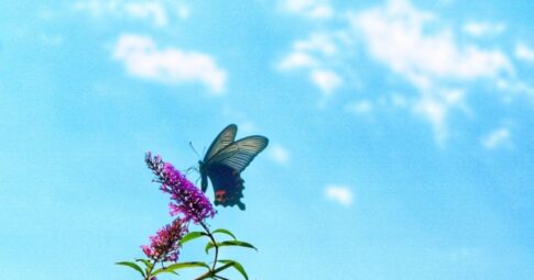 黒いアゲハ蝶　幸運